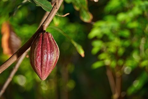 Mondelēz and Olam to build sustainable cocoa farm in Indonesia
