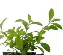 Mintel expects fibre and next-generation stevia to shake up sugar reduction