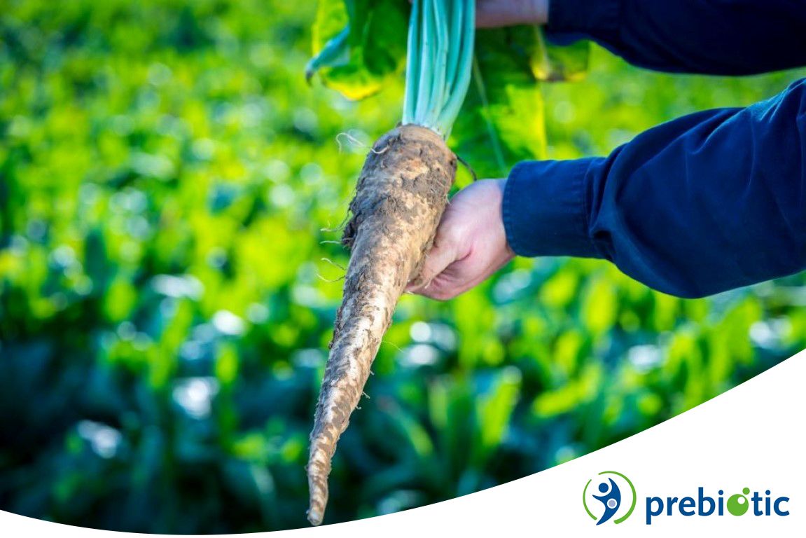Indonesia approves prebiotic claim for chicory root fibres inulin and oligofructose