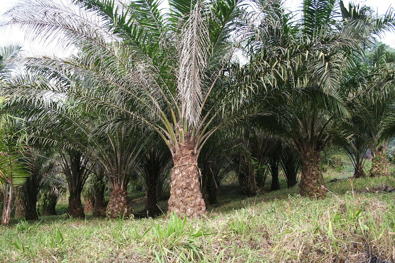 Cargill to set up palm oil refinery in Lampung, Indonesia