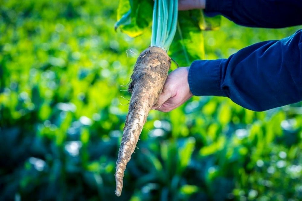 Inulin and oligofructose among the first accepted prebiotics by the Chinese Nutrition Society
