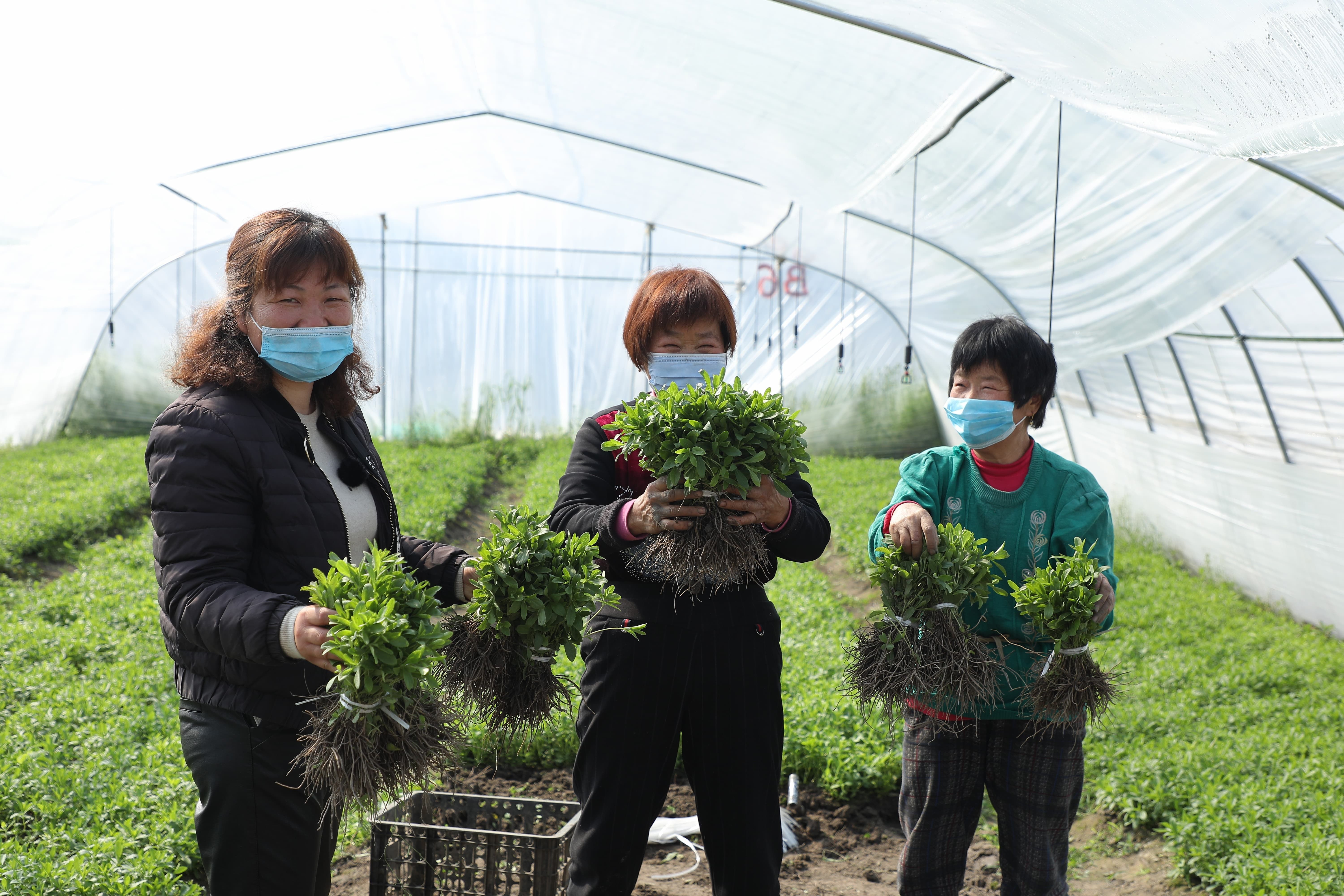 Tate & Lyle launches programme for stevia growers in China