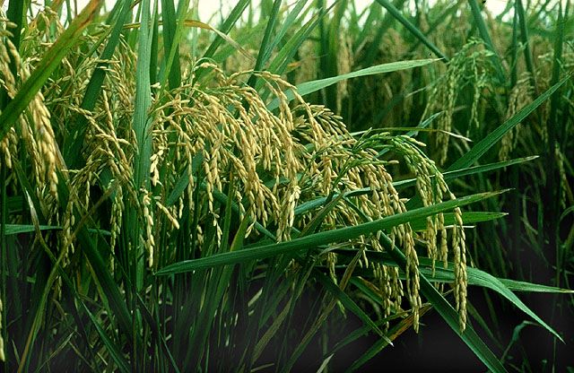 CropLife Asia echoes FAO call to transform food systems