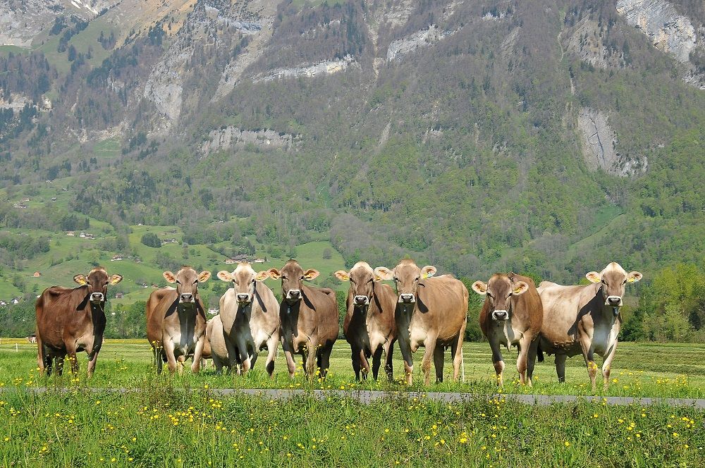 Agolin and Barry-Callebaut join forces in setting a standard for sustainable dairying