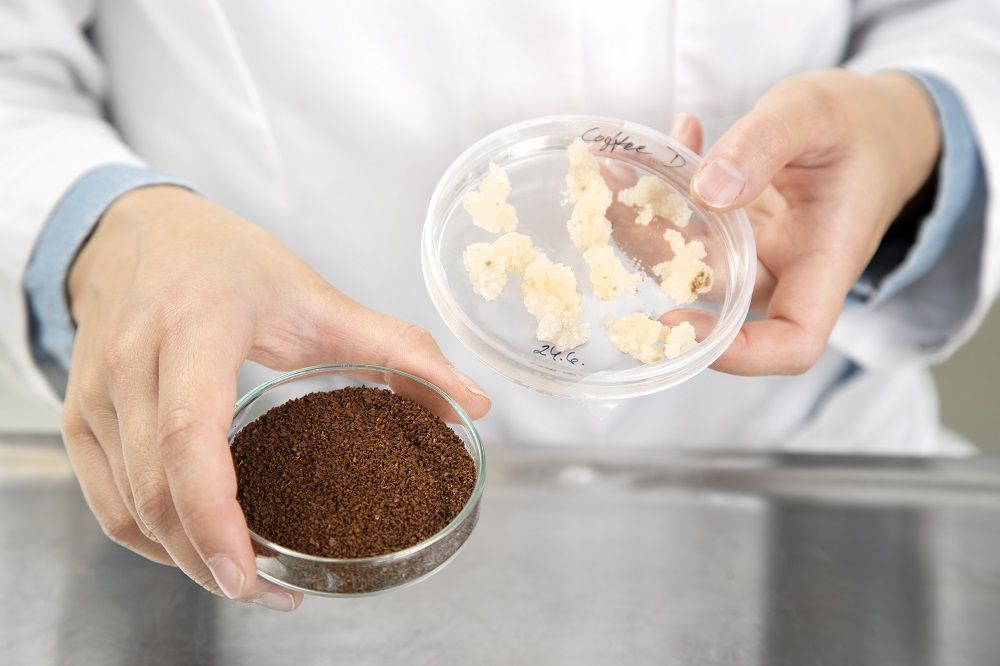 VTT produces coffee cells in the lab