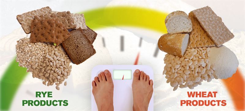 Rye a better choice than wheat for weight loss – study