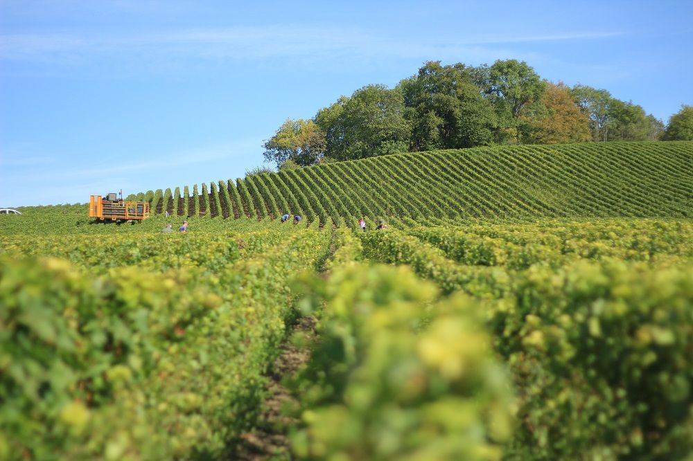 How changing climates are affecting global fruit production