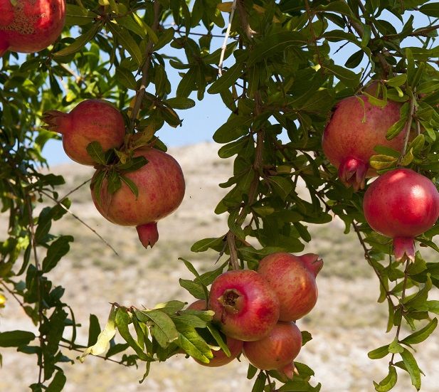Power of the pomegranate