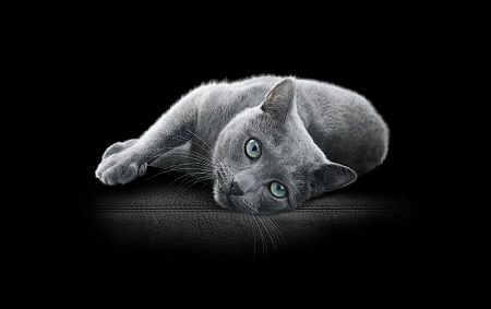 Certified circular PP for wet pet food