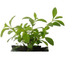 International Stevia Council announces approval of the Framework on Steviol Glycosides by Codex Alimentarius