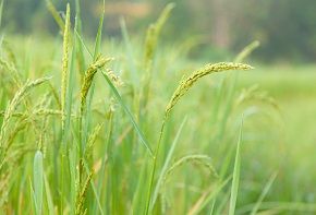 Why Asia is struggling with food security