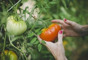 Study shows new evidence of Lycomato's skin protection benefits