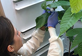 Saving the future of chocolate: New research aims to stop loss of cacao plant