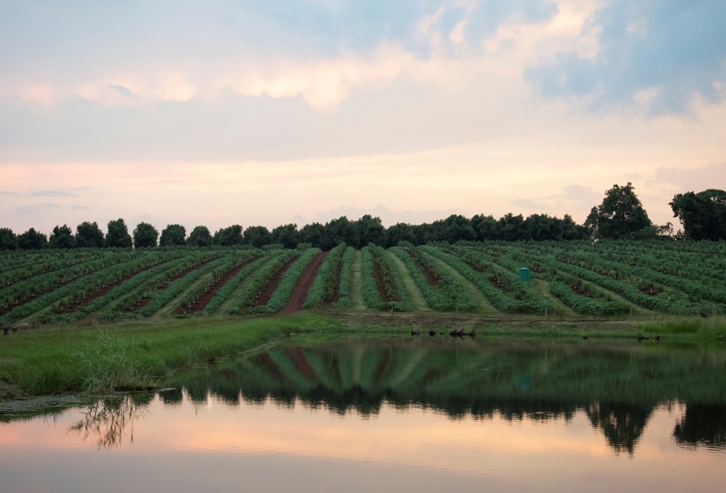 Why innovative and sustainable farming is the perfect tribute to Westfalia's founder