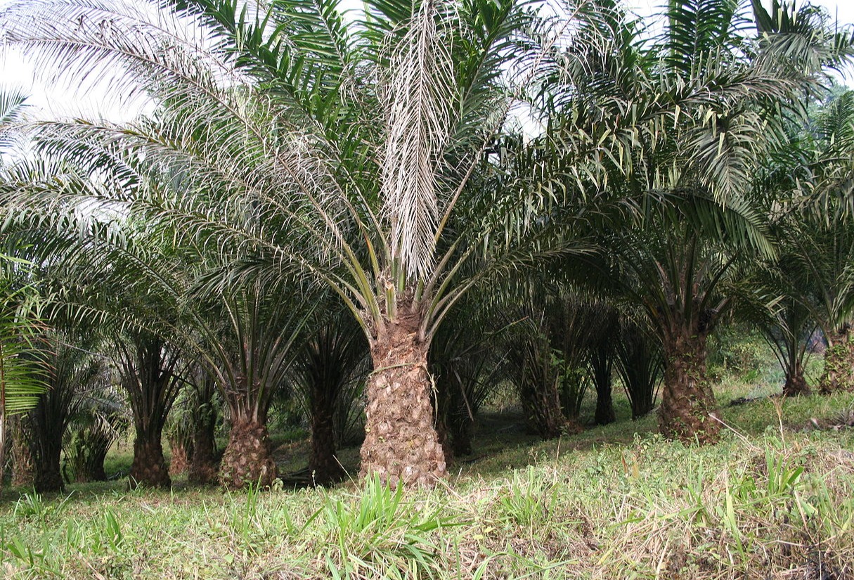 Indonesia as top source of palm oil