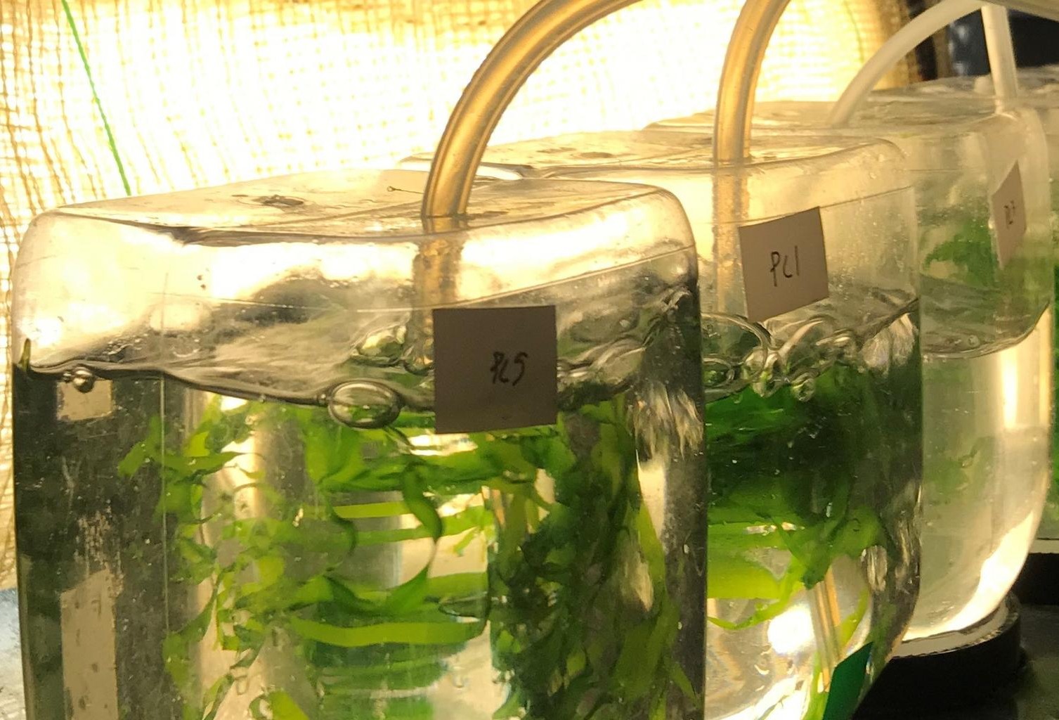Residual water from the food industry can boost seaweed cultivation