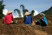 SMART research reveals uses of non-destructive sensors to aid food security