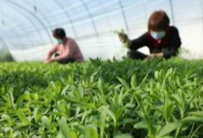 Tate & Lyle expands its sustainable stevia programme with Earthwatch