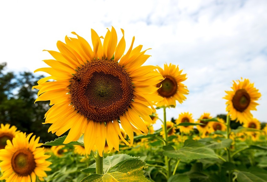 Taste2Meat turns sunflower side-streams into meat alternatives