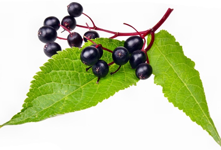 Nektium offers organic elderberry extract