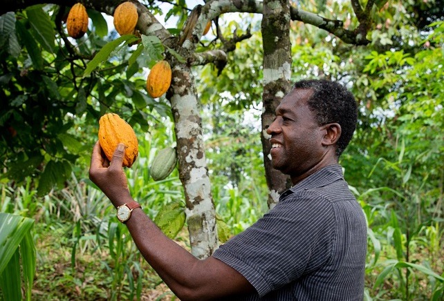 ofi drives climate action in global cocoa supply chain