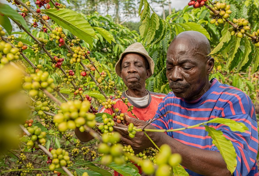 Nestlé launches NESCAFÉ Plan 2030 for more sustainable coffee