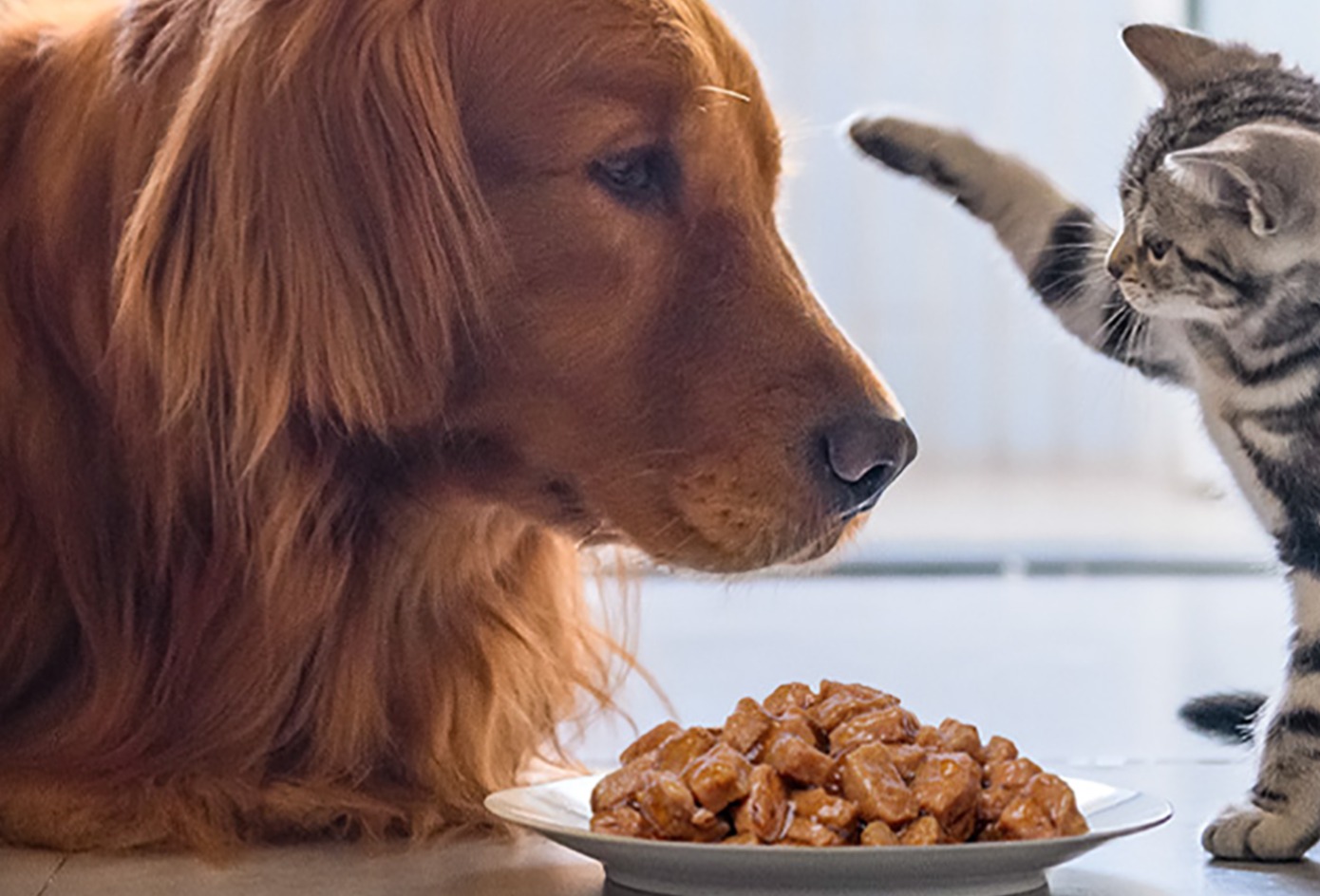 Humanisation leading to new dog food trends
