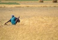 Food inflation and currency collapse threaten food security in MENA region