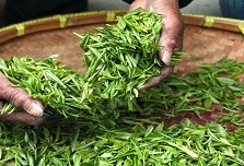 Green tea from Rizhao, China goes global