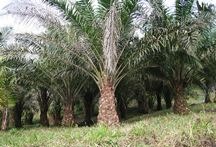 Palm oil market to be worth $100bn by 2030