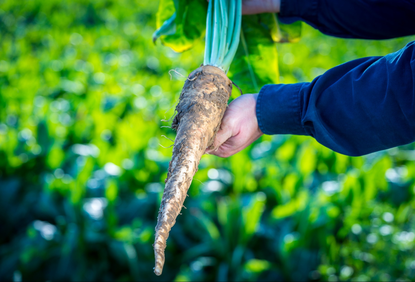 New study shows chicory root fibres selectively increase Bifidobacteria independent of food application and matrix