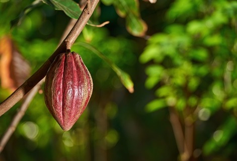 Enabling a sustainable future for the cocoa industry