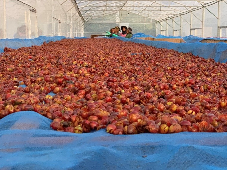 Wet cascara on a drying bed inside a green house.jpg