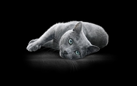 Sabic petfood web.jpg