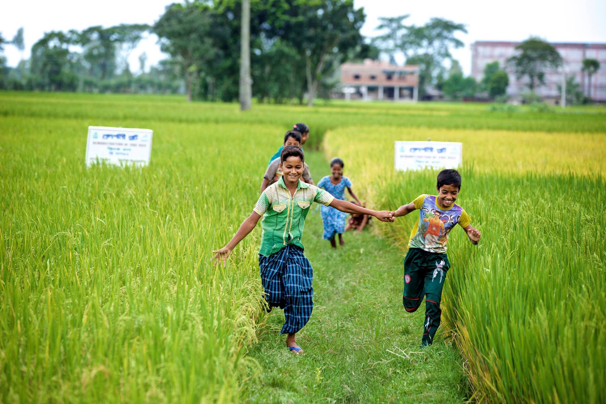 Bangladesh_Rice_ChildrenRiceFieldRunning_May2019_CRBangladeshFacebookPage.jpeg