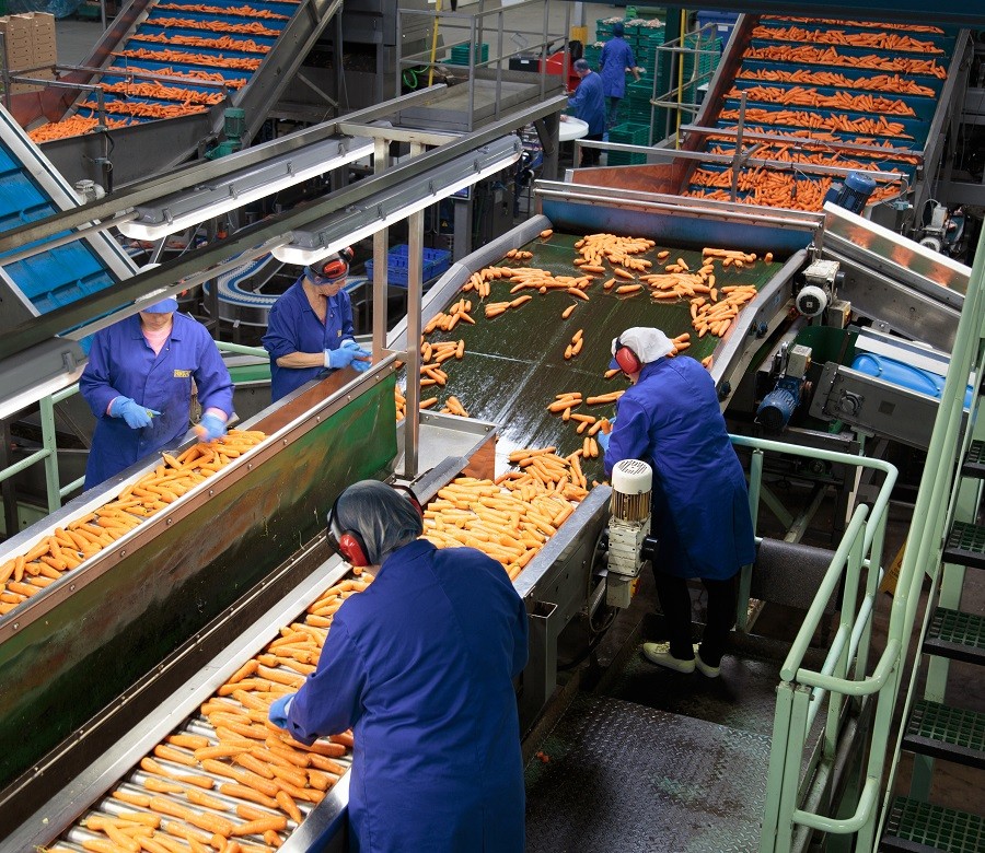 Huntapac washes and packs up to 400 tonnes of carrots a day, of which around 5% are used to make powder.jpg