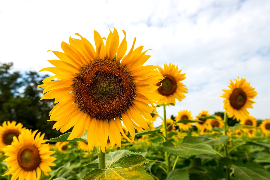 sunflowers_source_VTT - Copy.jpg