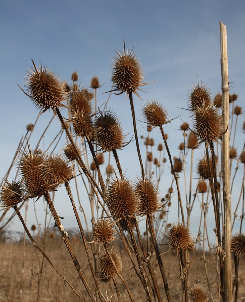 cocklebur plant_Felician Scorobete_Dreamstime.com.jpg