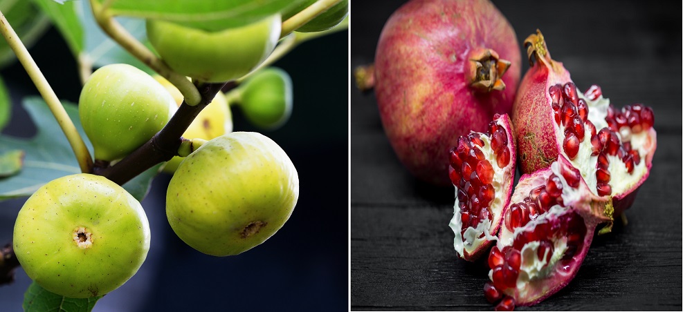 figs and pomegranate.jpg